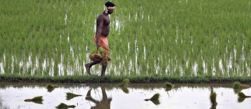 grains farms in india
